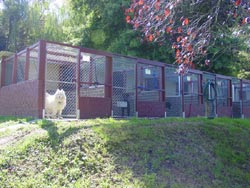 Alpha Boarding Kennels